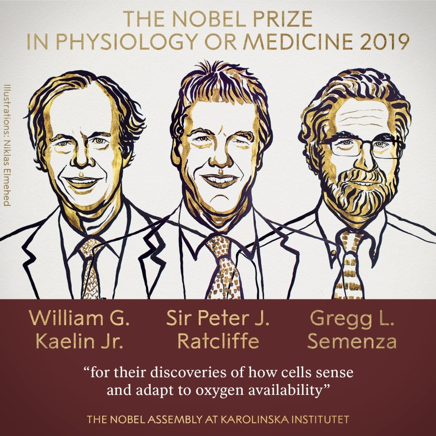 Стали известны имена Нобелевских лауреатов по медицины 2019 года