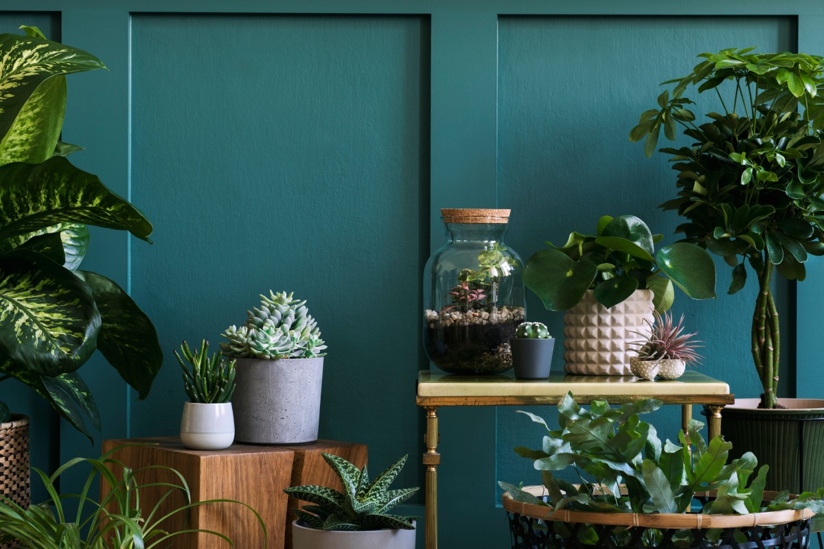 Как комнатные растения влияют на психическое здоровье - Beauty HUB