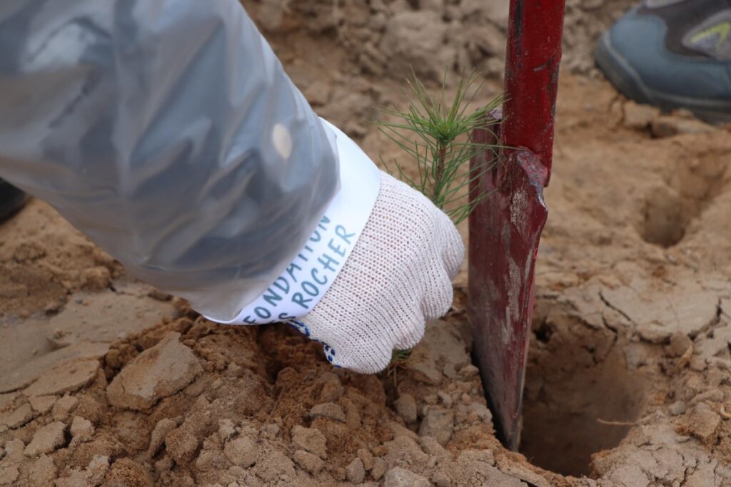 Фонд Yves Rocher в 2021 році висадив ще 100 000 дерев в Україні