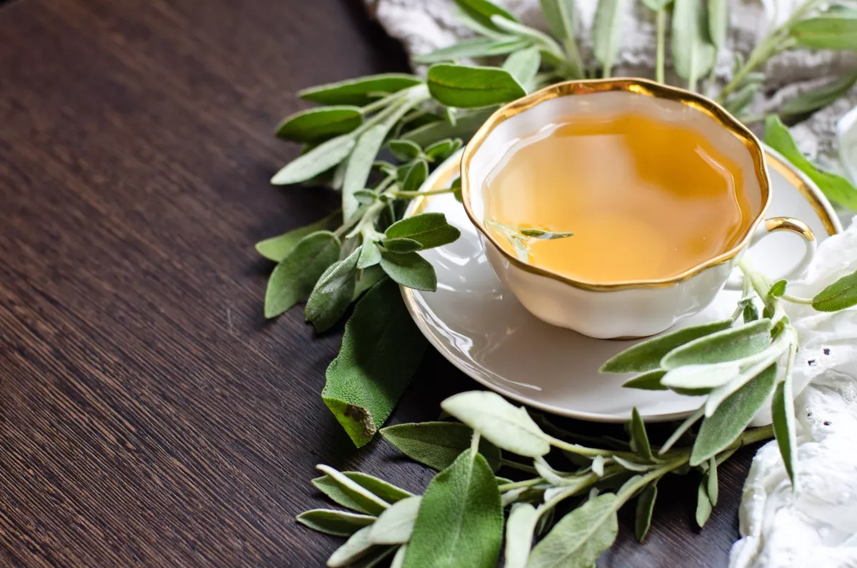 Чай із шавлії: лікувальні властивості, протипоказання, як заварювати