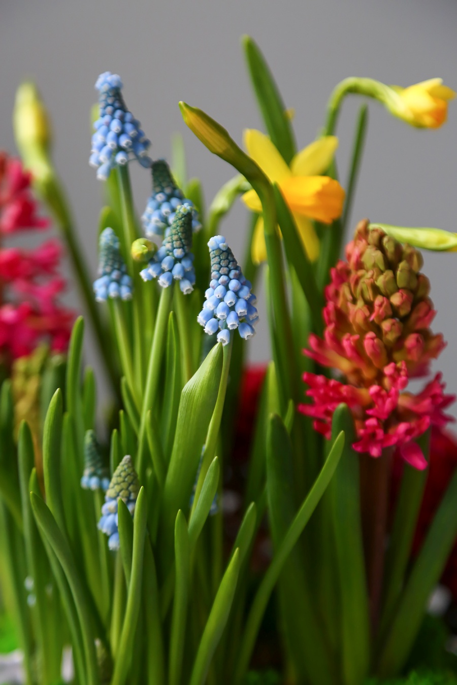 Какие цветы покупать весной: от первоцветов до веточек