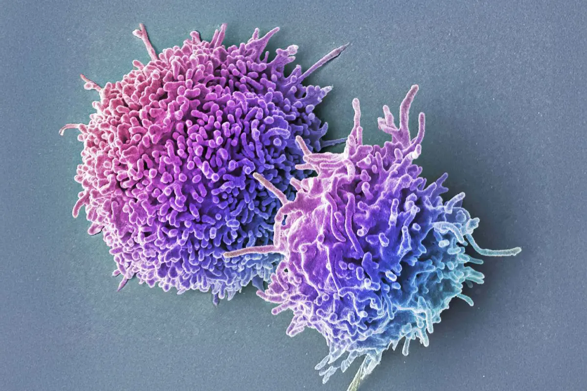 Нобелівська премія з медицини 2025 року: відкриття «тривожних» Т-клітин