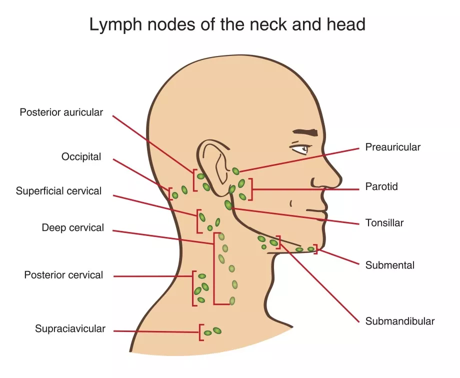 Схема расположения лимфоузлов на лице и шее
