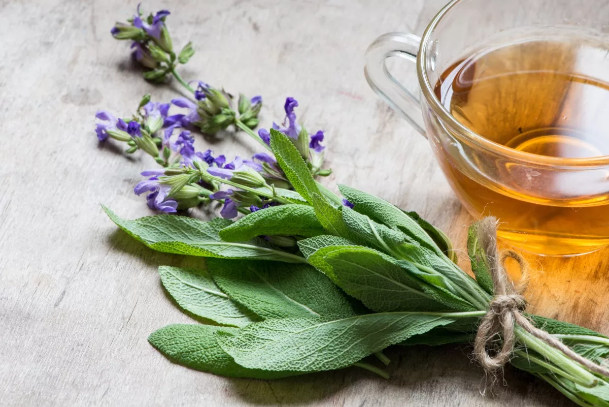 Чай из шалфея: лечебные свойства, противопоказания, как заваривать